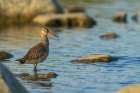 Hudsonian godwit pauses a small creeks edge in the arctic habitat in Northern Manitoba, Canada. Art Print